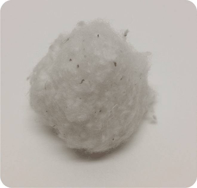 Coton