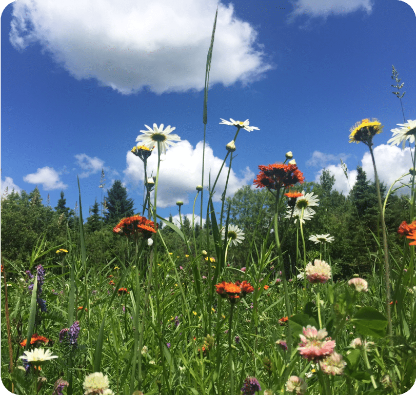 Vision fleurs sauvages en gros plan avec un ciel bleu avec gros nuages blanc et valeurs LUWISS